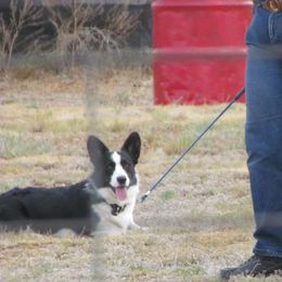 Cardigan Welsh Corgis from Wingsong