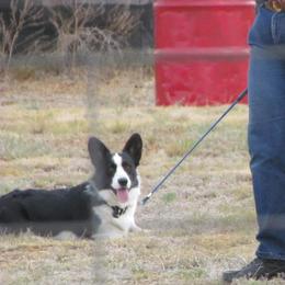 Cardigan Welsh Corgis from Wingsong