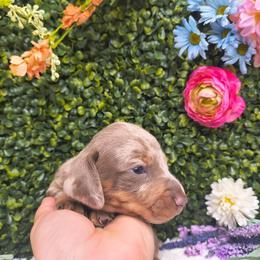 Tommy - Dapple male Dachshund puppy in Jackson, Tennessee from BlackPine Kennels