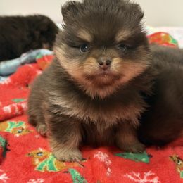 Carmella - Chocolate and tan female Pomeranian puppy in Newport Beach, California from Exotic City Pomeranians and chihuahuas