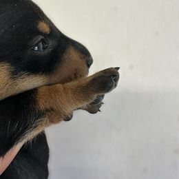 Dachshund Puppies from Britt Doxies