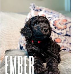 Golden Mountain Doodle Puppies from Carolina Golden Mountain Doodles