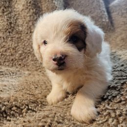 Bandit - Cream male Poodle puppy in Laton, California from McMillan Family Kennels