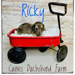 Ricky - Brindle male Dachshund puppy in Cincinnati, Ohio from Caines Dachshund Farm