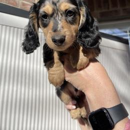 Moe - blue collar - Dapple male Dachshund puppy in Lake Dallas, Texas from 2L Dachshunds