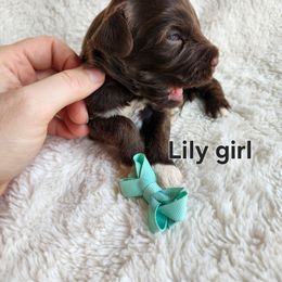 Lily - Brown and white female Portuguese Water Dog puppy in Narvon, Pennsylvania from Prized Family Porties