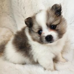 June Bug - Black and tan parti female Pomeranian puppy in Cleveland, Tennessee from Deborah's Darlings