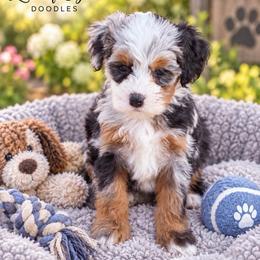 Twix - Blue merle female Bernedoodle puppy in Saint Francis, Kansas from Land of Oz Doodles