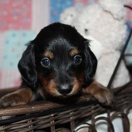 Boy 2 - Black and tan male Dachshund puppy in Craig, Colorado from Rocky Mountain Shih Tzus and Dry Creek Miniature Dachshunds