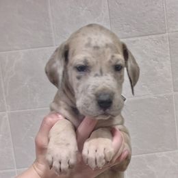 Hans - Merle male Great Dane puppy in Marshall, Michigan from Dream K9