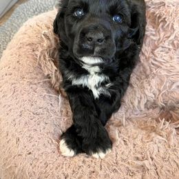 Lagotto Romagnolo and Portuguese Water Dog Puppies from Shooting Star Water Dogs