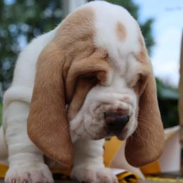 Basset Hound puppies from Northstar