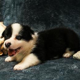 American Corgi, Cardigan Welsh Corgi, and Pembroke Welsh Corgi Puppies from Cal Beach Corgis