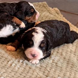 Sandie - Tri-color female Bernedoodle puppy in Royse City, Texas from Platinum Bernedoodles of Texas