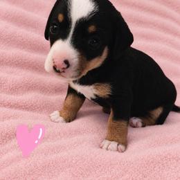 Minnie - Piebald female Dachshund puppy in Augusta, Georgia from Cherokee Hill Dachshunds