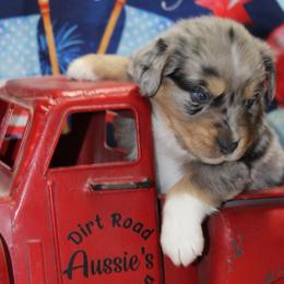 Blue Merle-1 - Blue merle male Miniature Australian Shepherd puppy in Ronan, Montana from Dirt Road Aussie’s of Montana