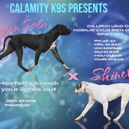 American Bulldog puppies from Calamity K9s