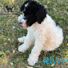 Poodle Puppies from Poodle Plus