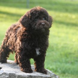 Chocolate - Chocolate male Havapoo puppy in Bowling Green, Kentucky from Denise Clark