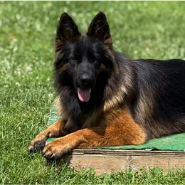 Essy - German Shepherd