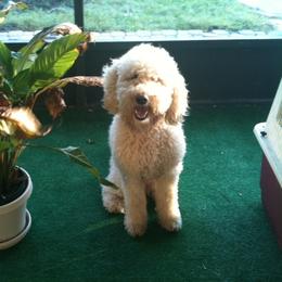 Australian Labradoodle All Grown Up from Selah Doodles