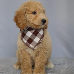Marley - Apricot male Goldendoodle puppy in Apopka, Florida from Rae Precious Puppies