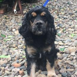 Rose - Cavalier King Charles Spaniel