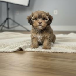 Noodle - Sable male Shih Tzu puppy in Oklahoma City, Oklahoma from Lisa Inman