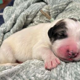 Baby Blue - White and badger male Great Pyrenees puppy in Bloomington, Illinois from Odyssey Great Pyrenees