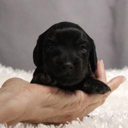 Pip - Black and tan male Dachshund puppy in Liberty, Texas from Sweetnlow Dachshund (Doxies)