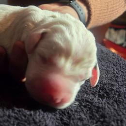 Tibbs - Lime - White and black male Dalmatian puppy in Palmer, Massachusetts from Delaney's Dalmatians 2