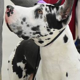 Great Danes from Woolf Spirit Danes