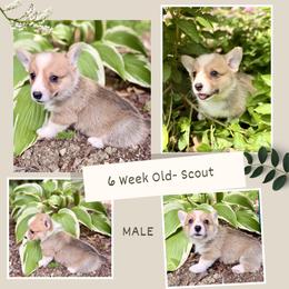 Boy 4 - Fawn male Pembroke Welsh Corgi puppy in Maryville, Tennessee from R & T Farms