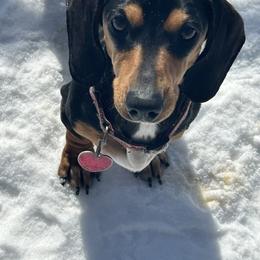 Wilson - Dachshund