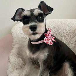 Ruby - Miniature Schnauzer