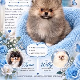 Toby - Cream sable male Pomeranian puppy in North Port, Florida from POMRITA POM’S