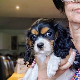 Orion - Tri-color male Cavalier King Charles Spaniel puppy in Phoenix, Arizona from Royal Desert Cavaliers