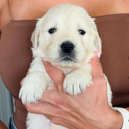 Bonnie - Light golden female Golden Retriever puppy in Las Vegas, Nevada from Robinson Retrievers