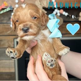Midnight - Red  male Goldendoodle puppy in Hilton, New York from The House of Goldendoodle