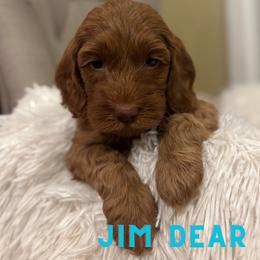 Jim Dear - Red male Cockapoo puppy in Bristow, Oklahoma from 10-Acre Woods Cockapoos