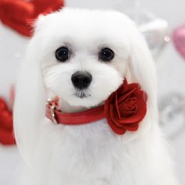 GIGI - Maltese