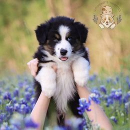 Australian Shepherds, Miniature American Shepherds, Miniature Australian Shepherds, and Toy Australian Shepherds from Wigglebutts Unlimited