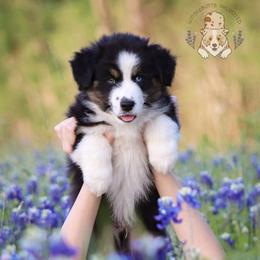 Australian Shepherds, Miniature American Shepherds, Miniature Australian Shepherds, and Toy Australian Shepherds from Wigglebutts Unlimited