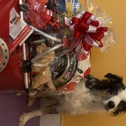 Australian Shepherd All Grown Up from Silver Spoon Aussies