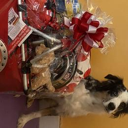 Australian Shepherd All Grown Up from Silver Spoon Aussies