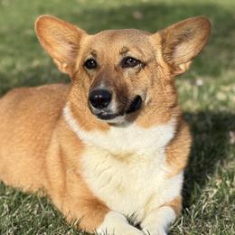 Border Collies, Dachshunds, and Pembroke Welsh Corgis from Chelsea’s Cowgirl Corgis