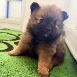 Stella - Orange sable female Pomeranian puppy in Atlanta, Georgia from Merle Paws Pomeranians