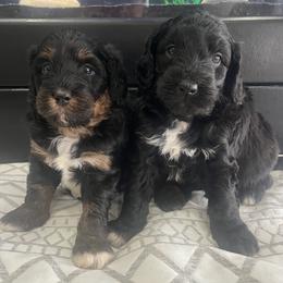 Aussiedoodle, Companion Cross, Poodle, and Yorkipoo Puppies from Teakwoodpoodleofsocal