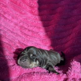 Cristina - Chocolate and tan female Dachshund puppy in Hornbeck, Louisiana from A&Z Mini Dachshunds