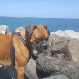 Boxer Puppies from Clydesflashyboxers